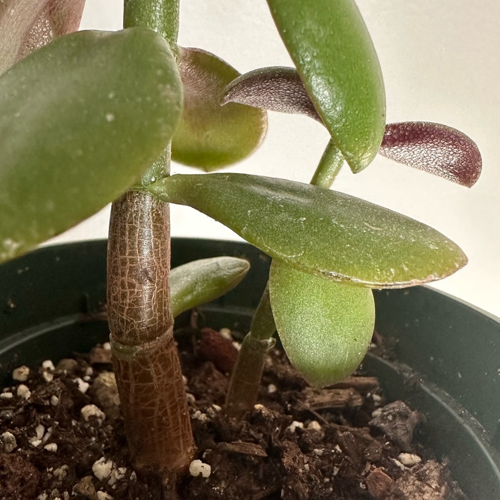 CRASSULA MONEY TREE SUCCULENT PLANT - Picture 3 of 3